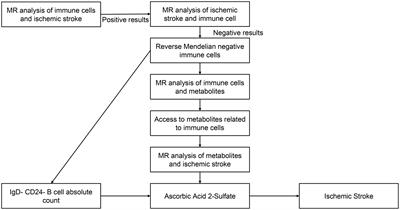 Effects of immune cells on ischemic stroke and the mediating roles of metabolites